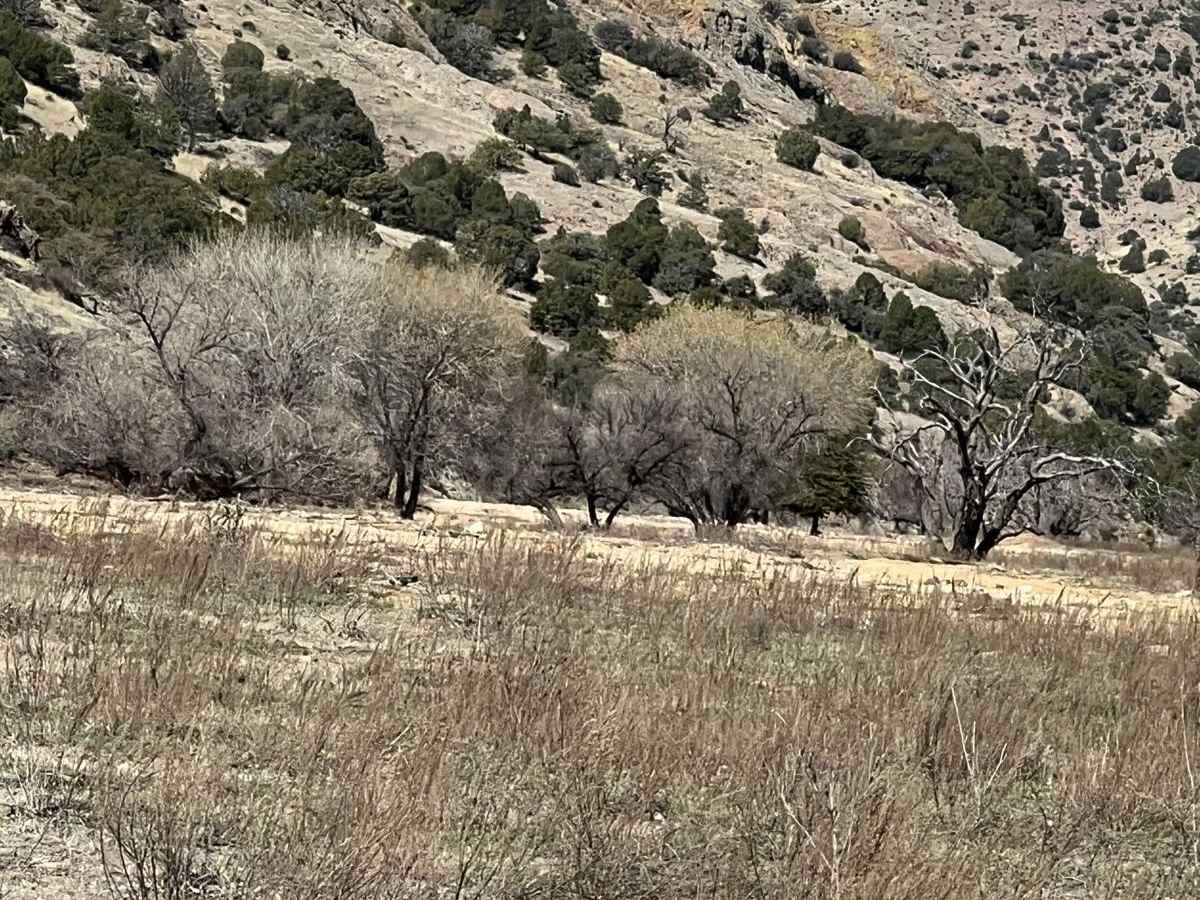 Upper Gold Gulch photo 4