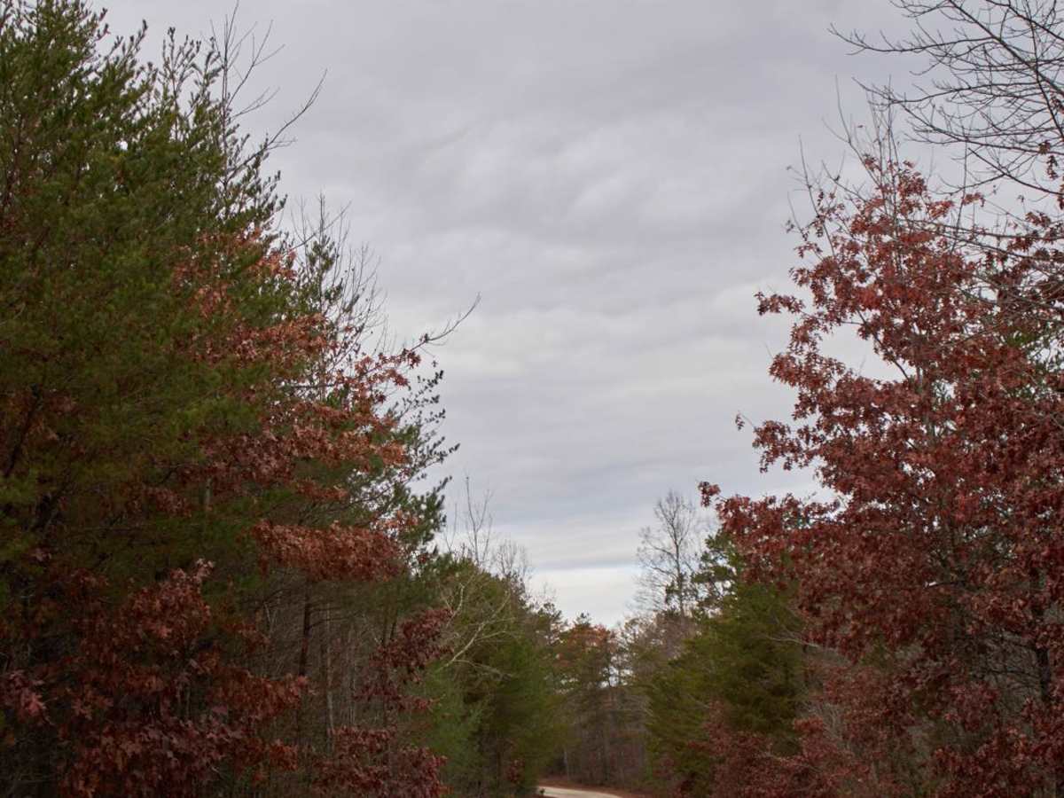 Lake Tugaloo trail photo