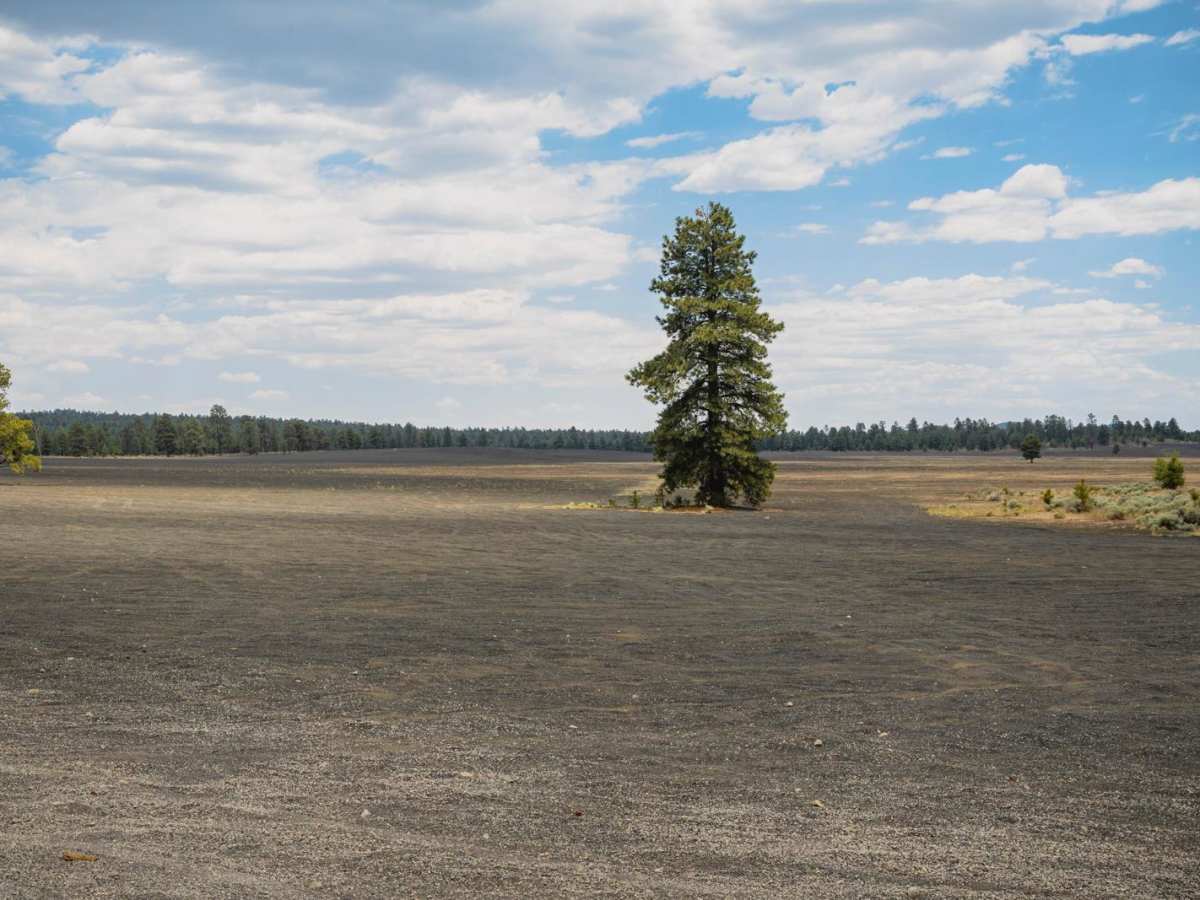 Cinder Hills OHV Area / 776 photo 6