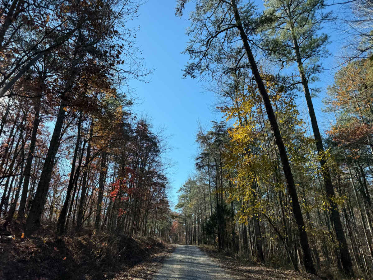 Hickory Grove Road - FS 255 trail photo