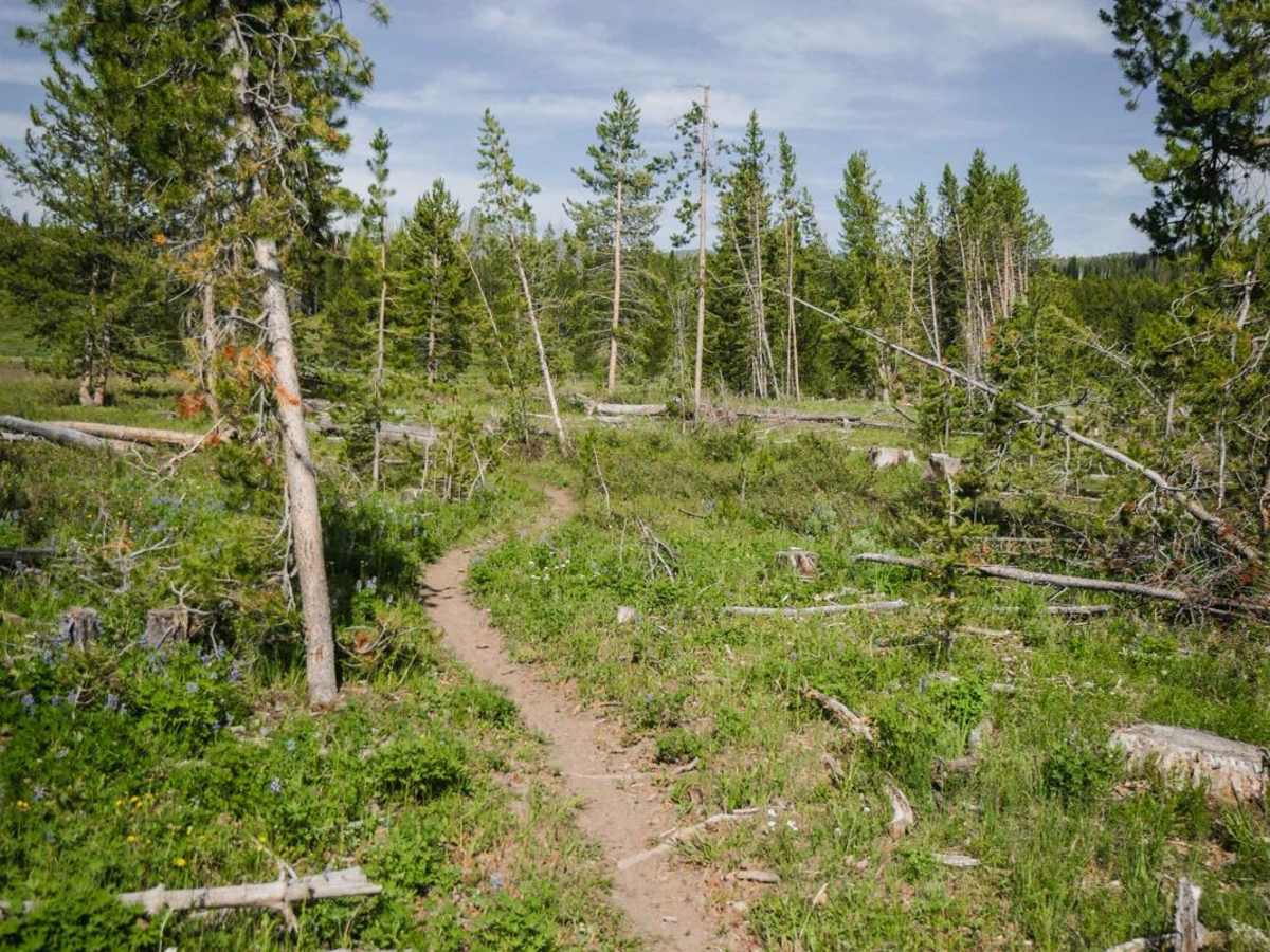 Kids Loop trail photo
