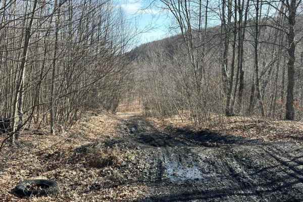 Locust Gap 38
