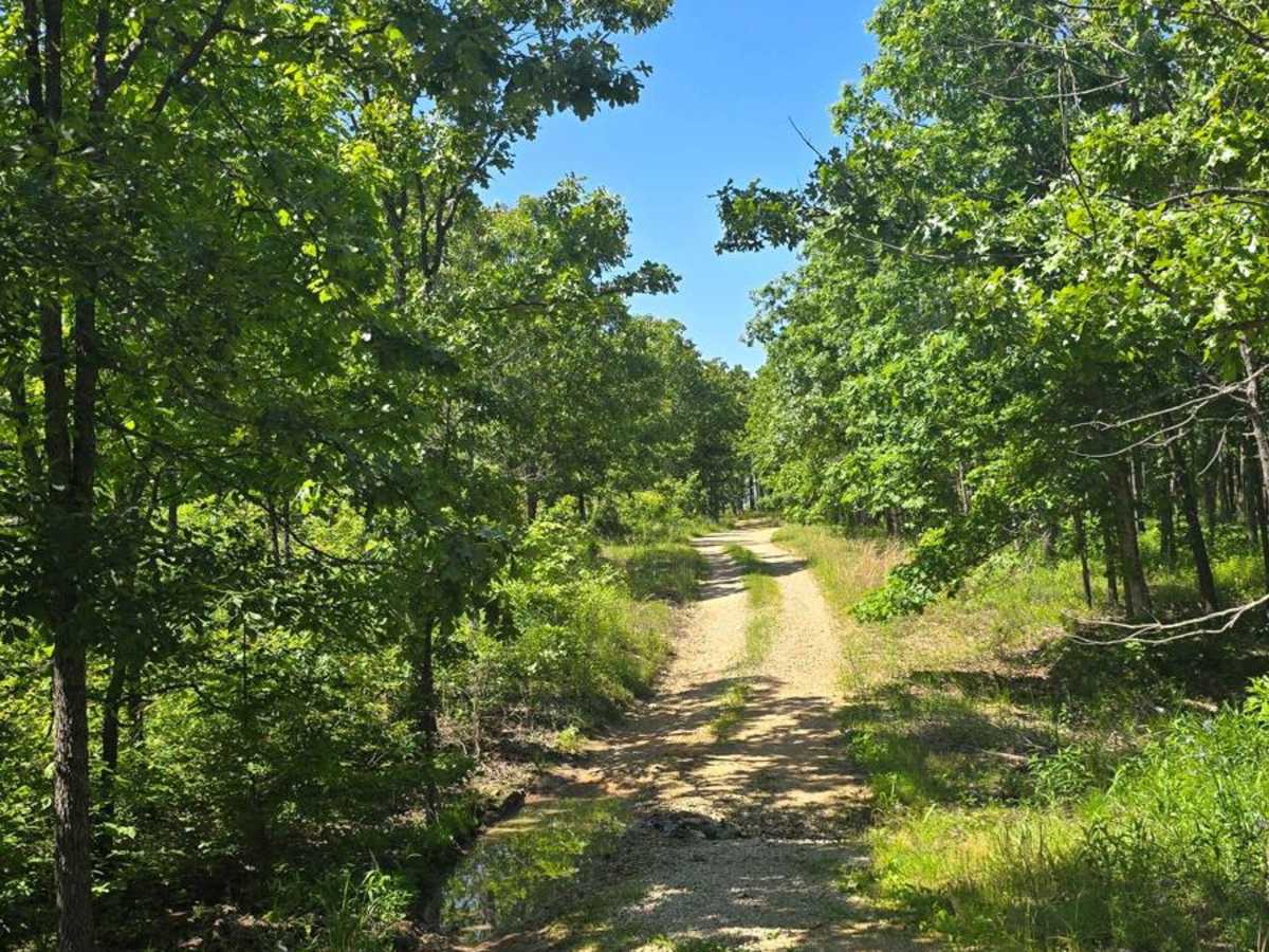 West Star Flatwoods - FS 1571 photo 5