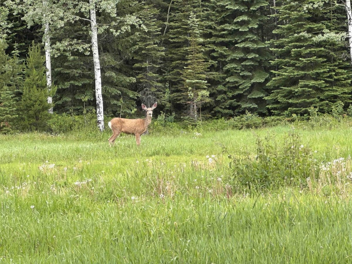 Powder Lake Road to Mayson Lake Horse Camp photo 4