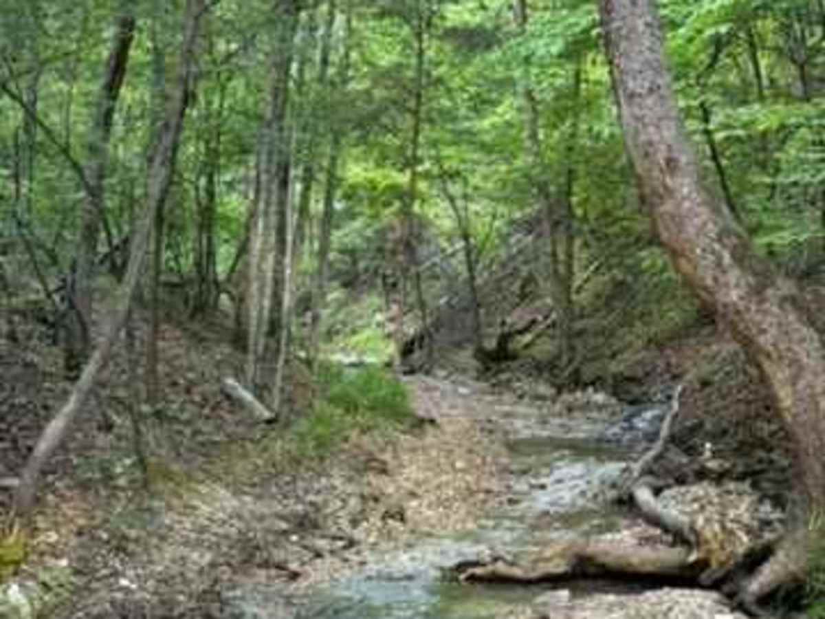 Jeff's Trail photo 4