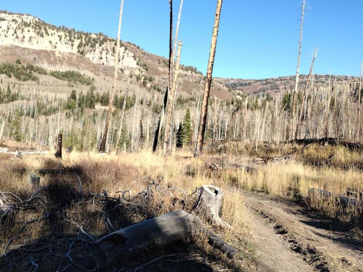 FS 51198 Upper 6 Mile Pond Loop photo 4
