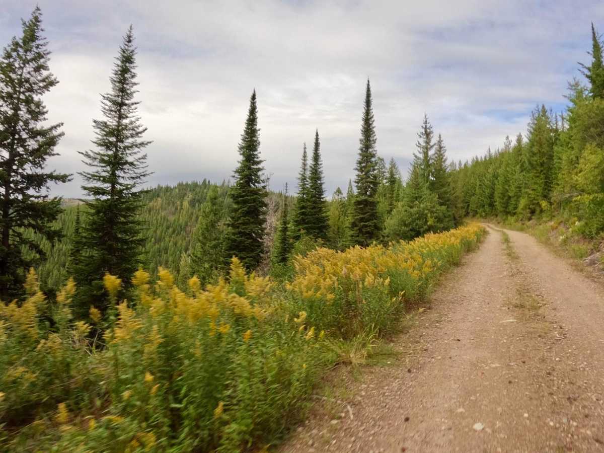 South Fork Second Creek Road-Nine Mile Divide Trailhead photo 5