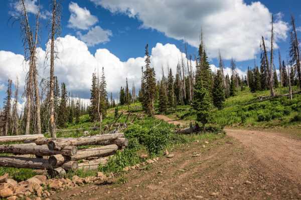 Strawberry Ridge - FR 70135