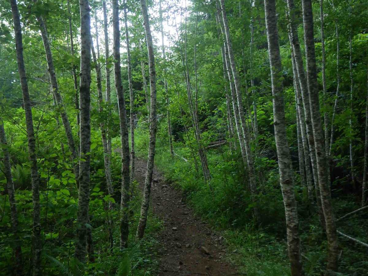 Stumpy photo 3