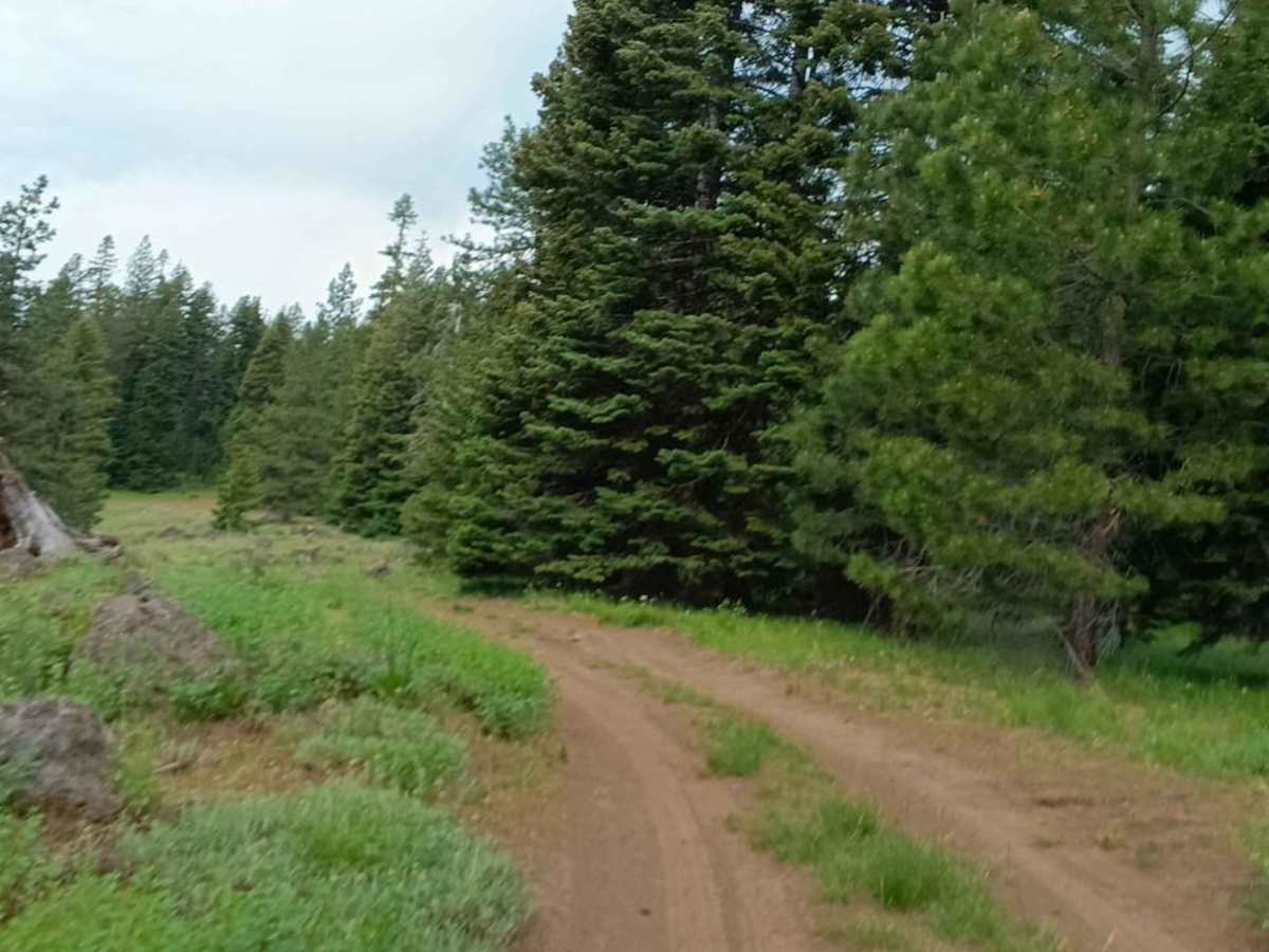 Cottonwood Rd 50199 trail photo