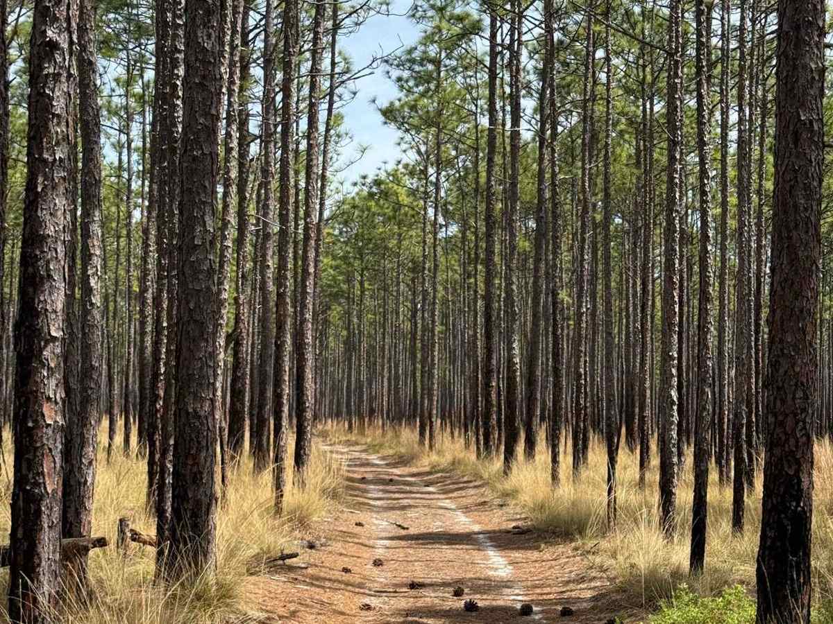 Pettiford Creek Trail 3 photo 6