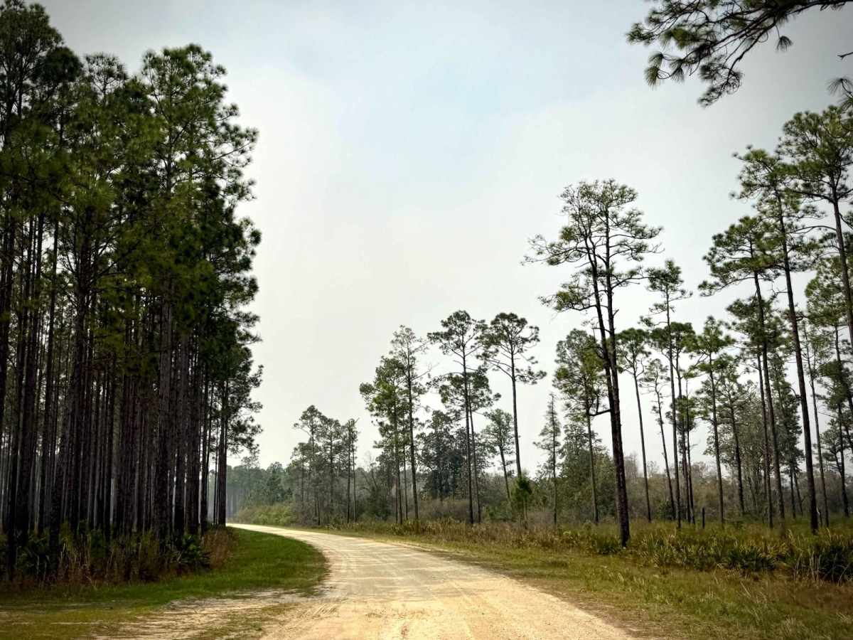 Forest Highway 13 West 65 photo 5