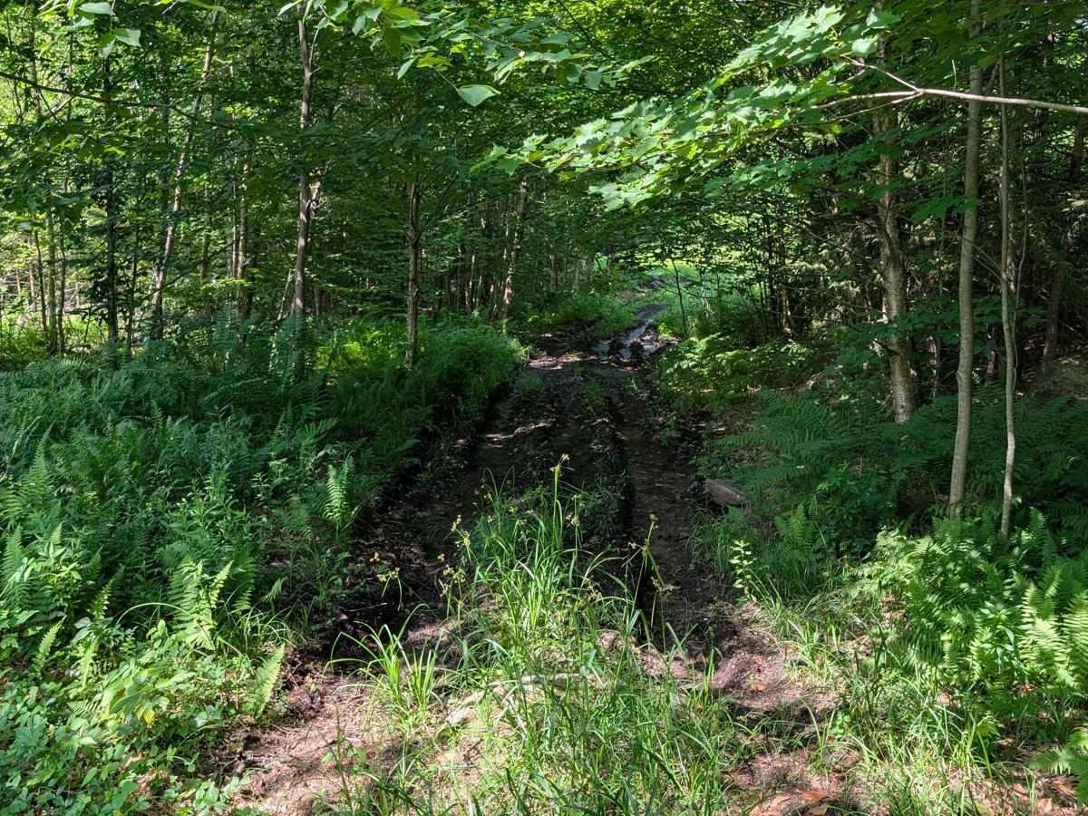 Ormsby Pond Connector photo 2