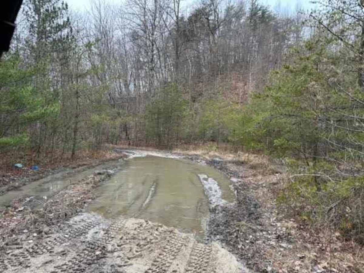 Locust Gap Swamp Dog Trail photo 2