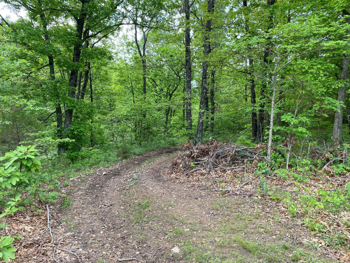 Heeler photo 6