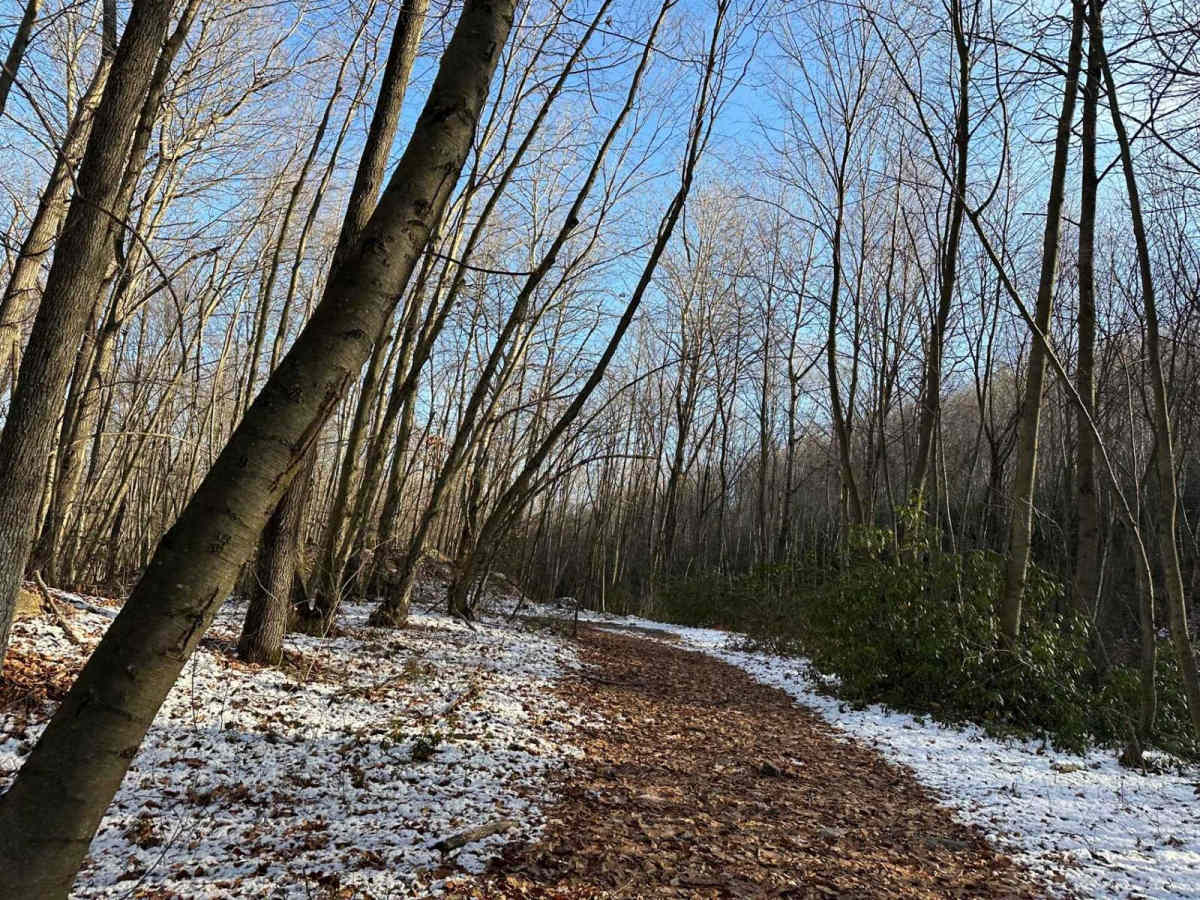 Locust Gap 72 photo 2