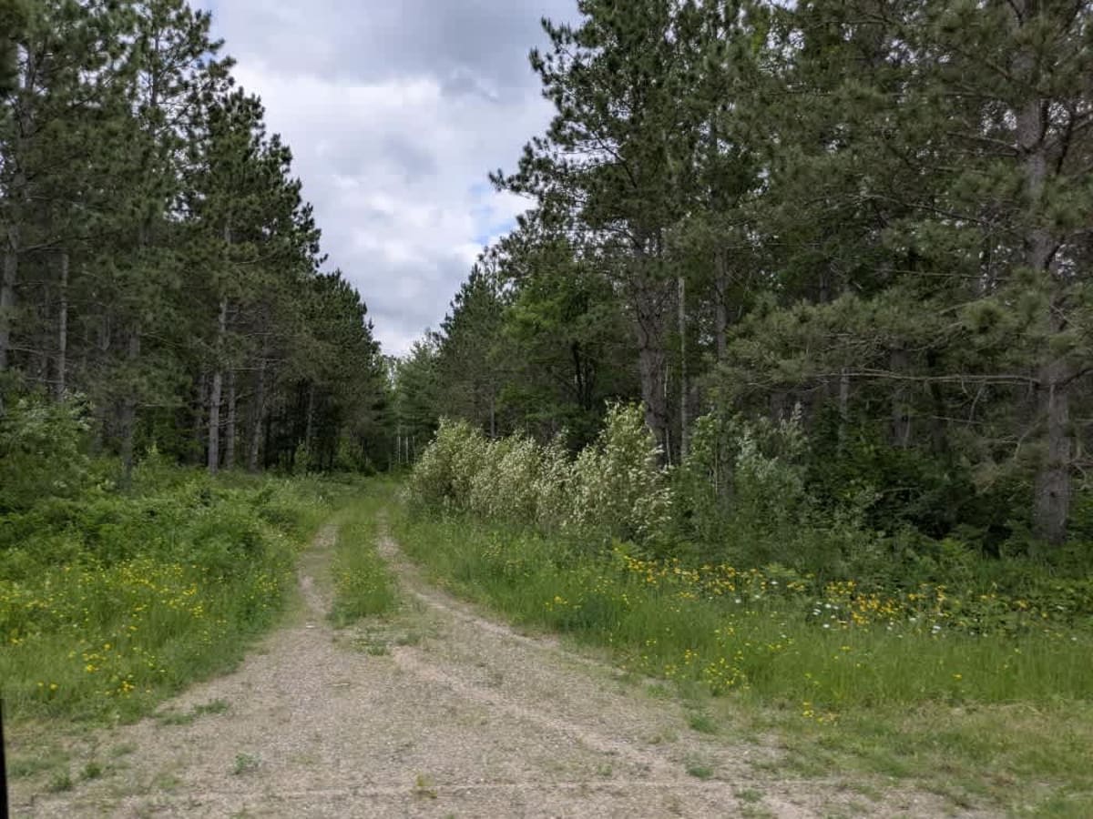 Bachelor Road Northwest photo 6