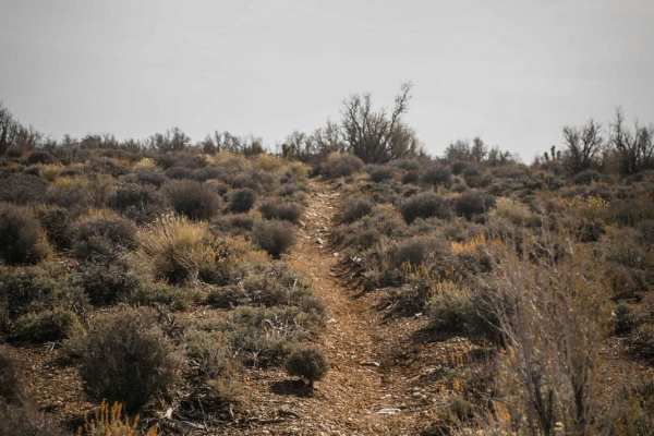 Joshua Tree Wash