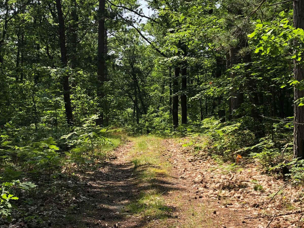 Badger Trail photo 6