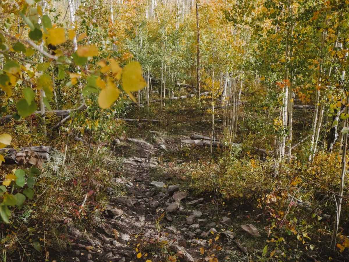 Point Camp Trail trail photo
