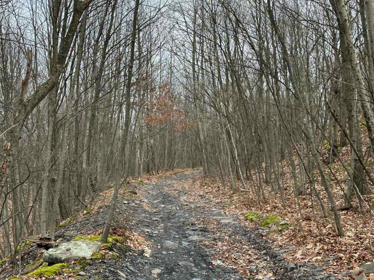 Locust Gap 65 photo 4
