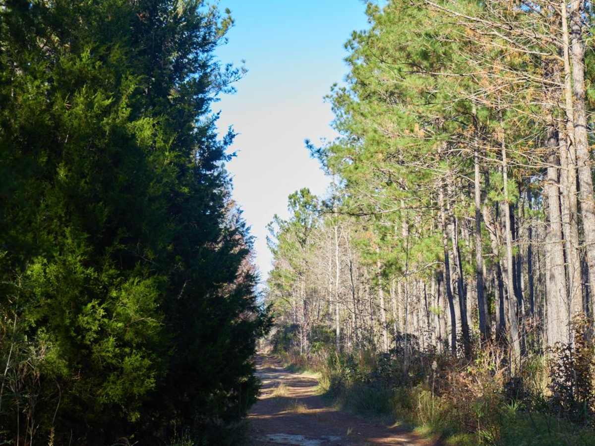 Savannah - FSR221 photo 3