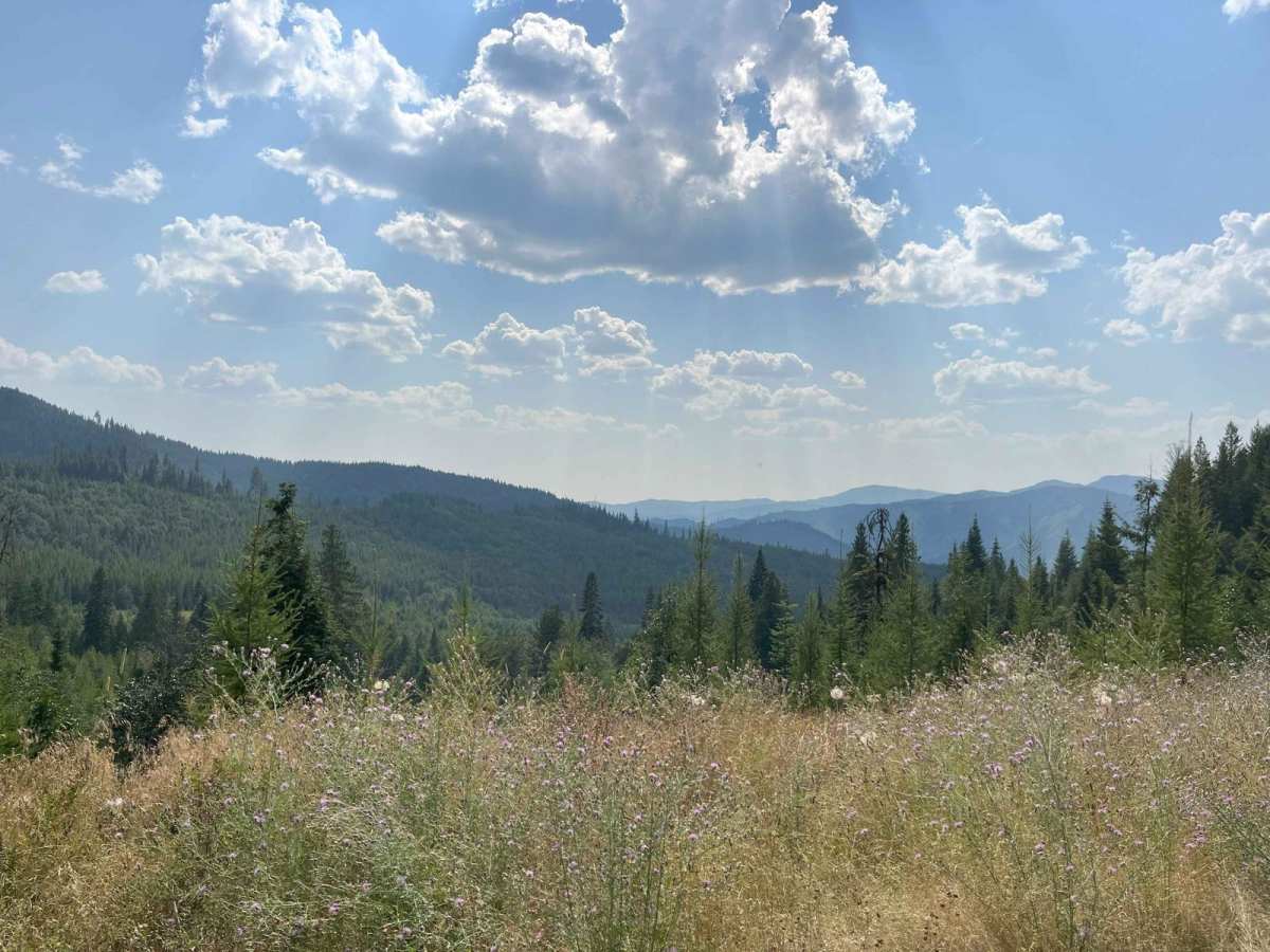 Little Meadow Creek Road photo 3