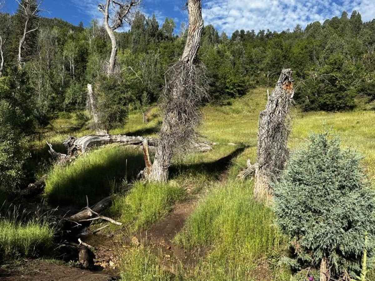 Packard Canyon Lower Trail photo 4