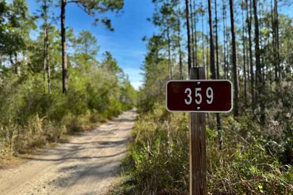 Forest Road 359