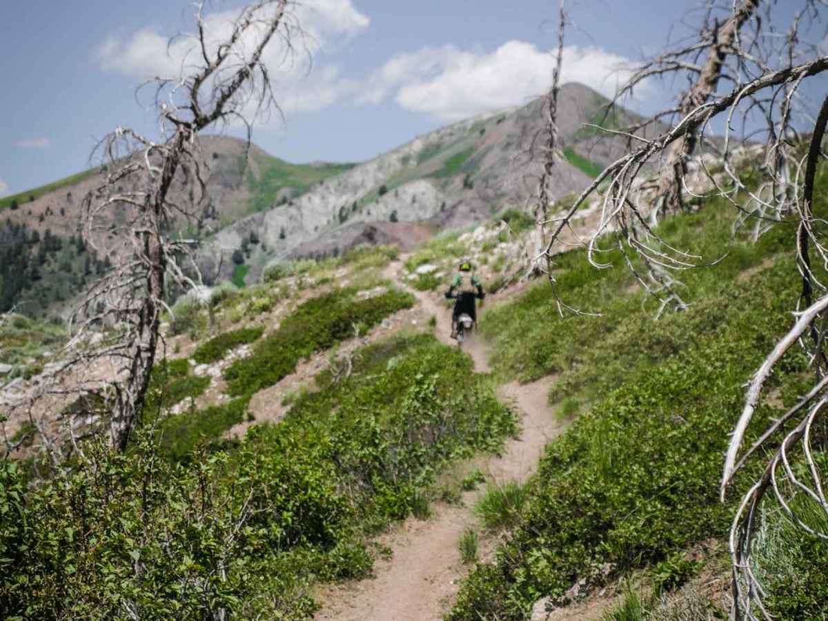 Wolftone - Curran trail photo