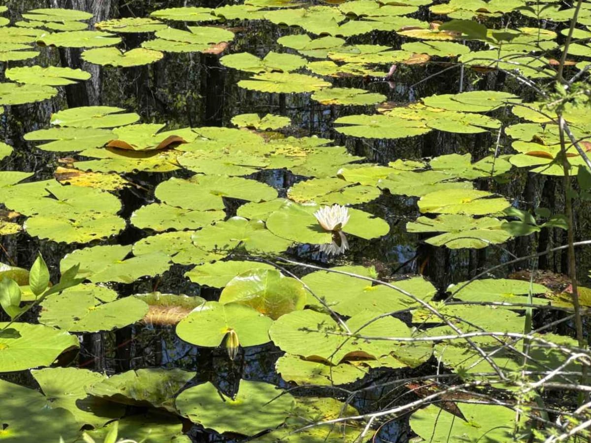 Grade 19.5 - Aucilla WMA trail photo