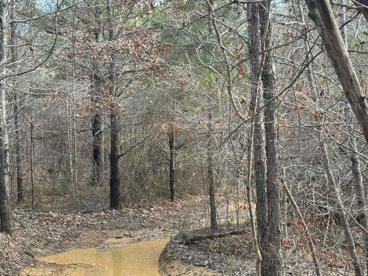 Mule Road trail photo