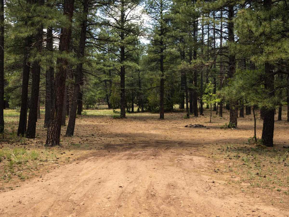 Schnebly Hill Road photo 2