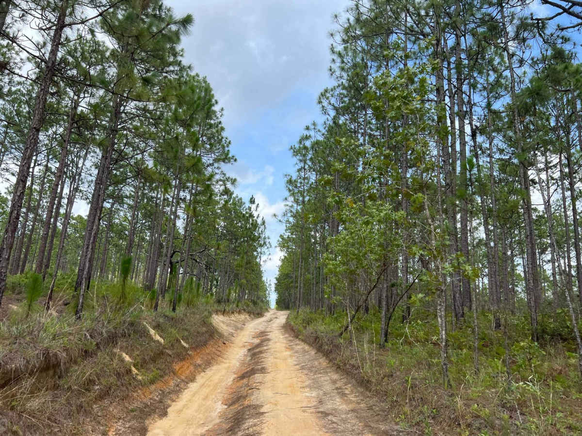 Citrus Wildlife Management | Trail 20 photo 4