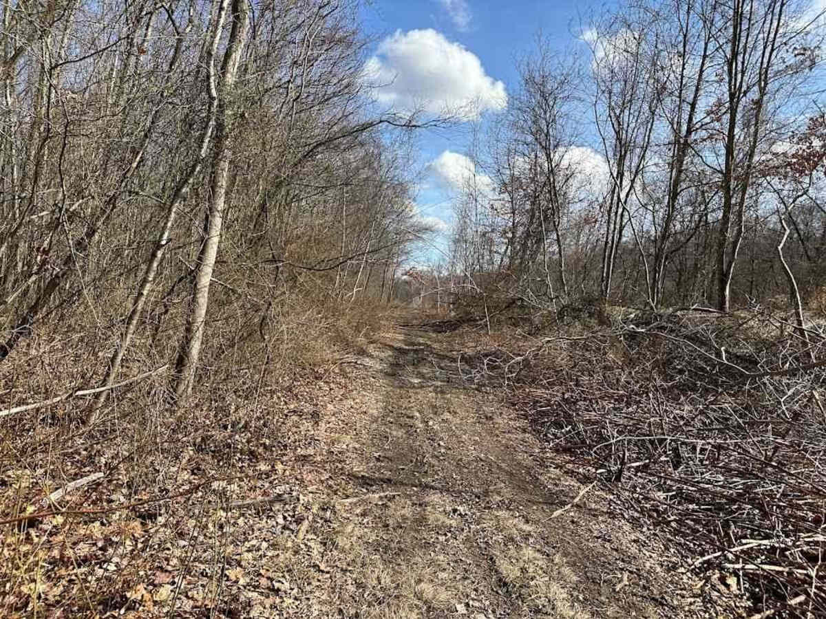 Locust Gap 80 photo 4
