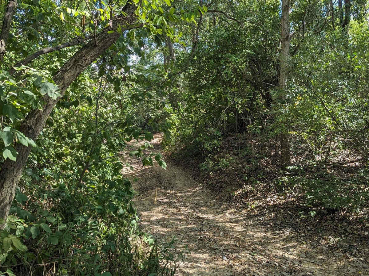 Sherwood Forest photo 4