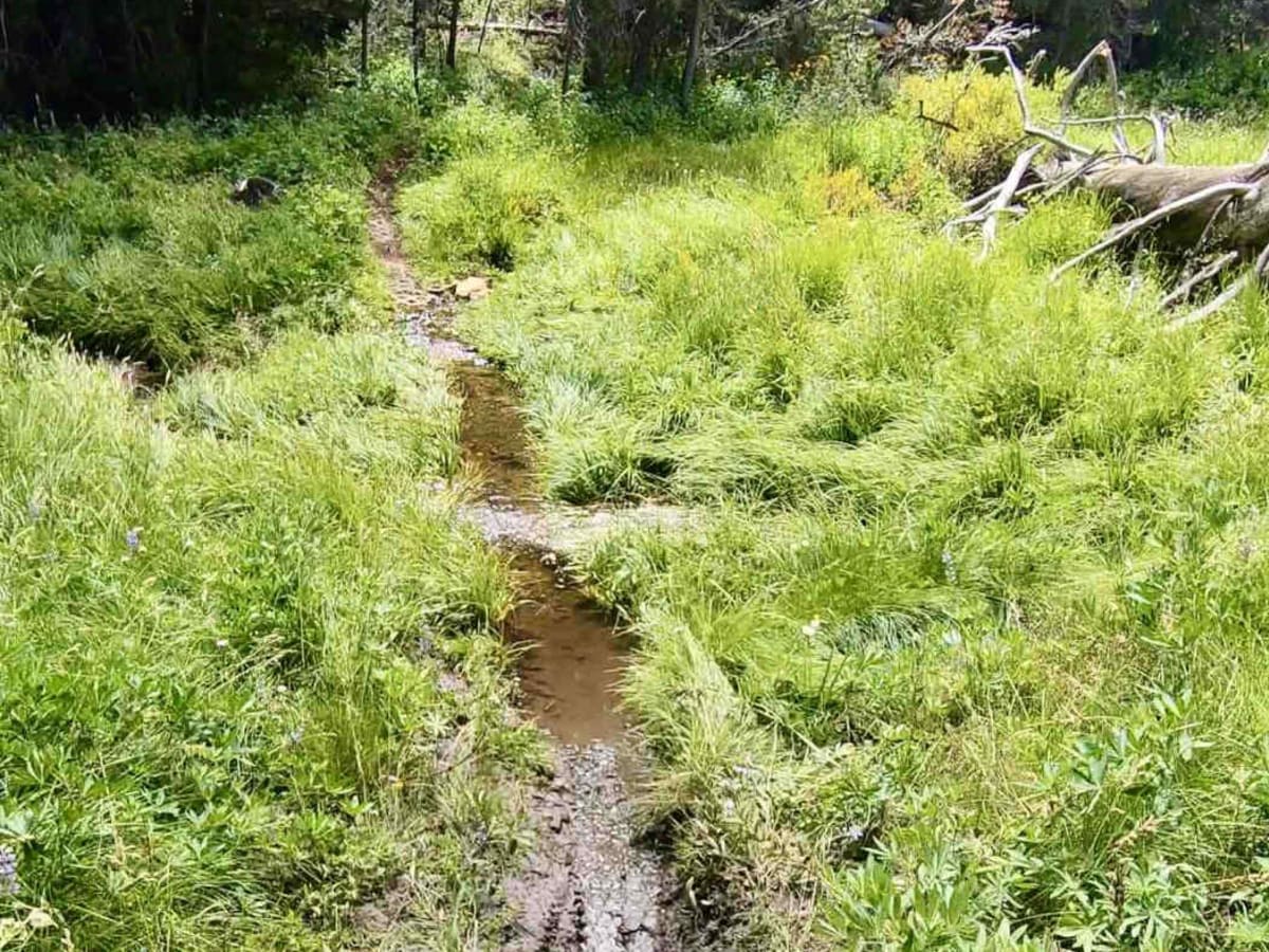 Sherman Pass trail photo