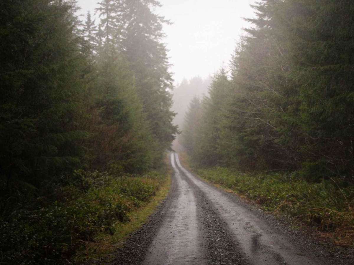 Capitol State Forest Smooth Cruise photo 4