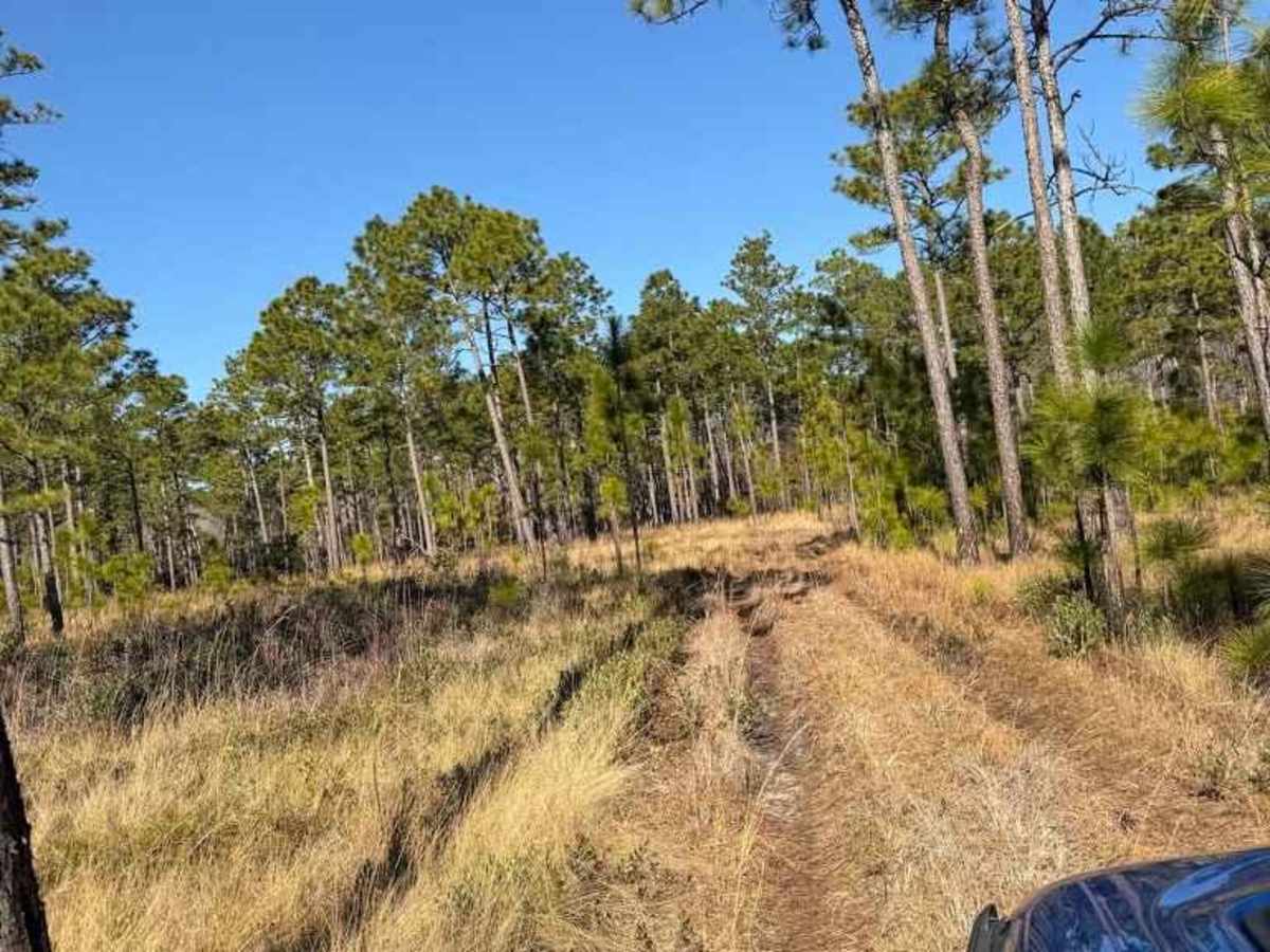 Pettiford Creek Trail 8 photo 5