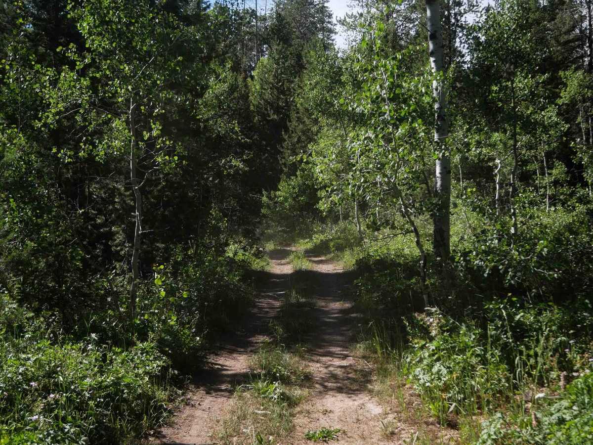 South Lateral #3506 trail photo