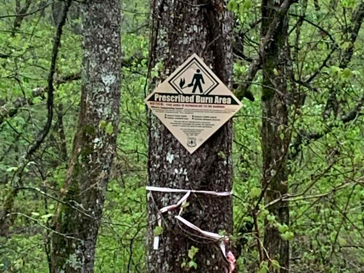 Sina Branch Road - Big Frog trail photo