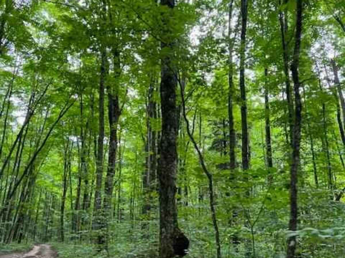 Harmon to Walton trail photo