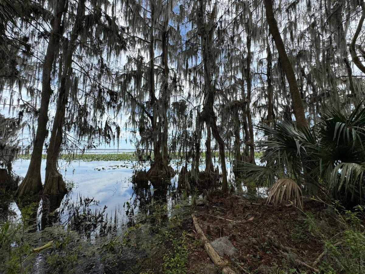 Lochloosa WMA West Loop photo 6