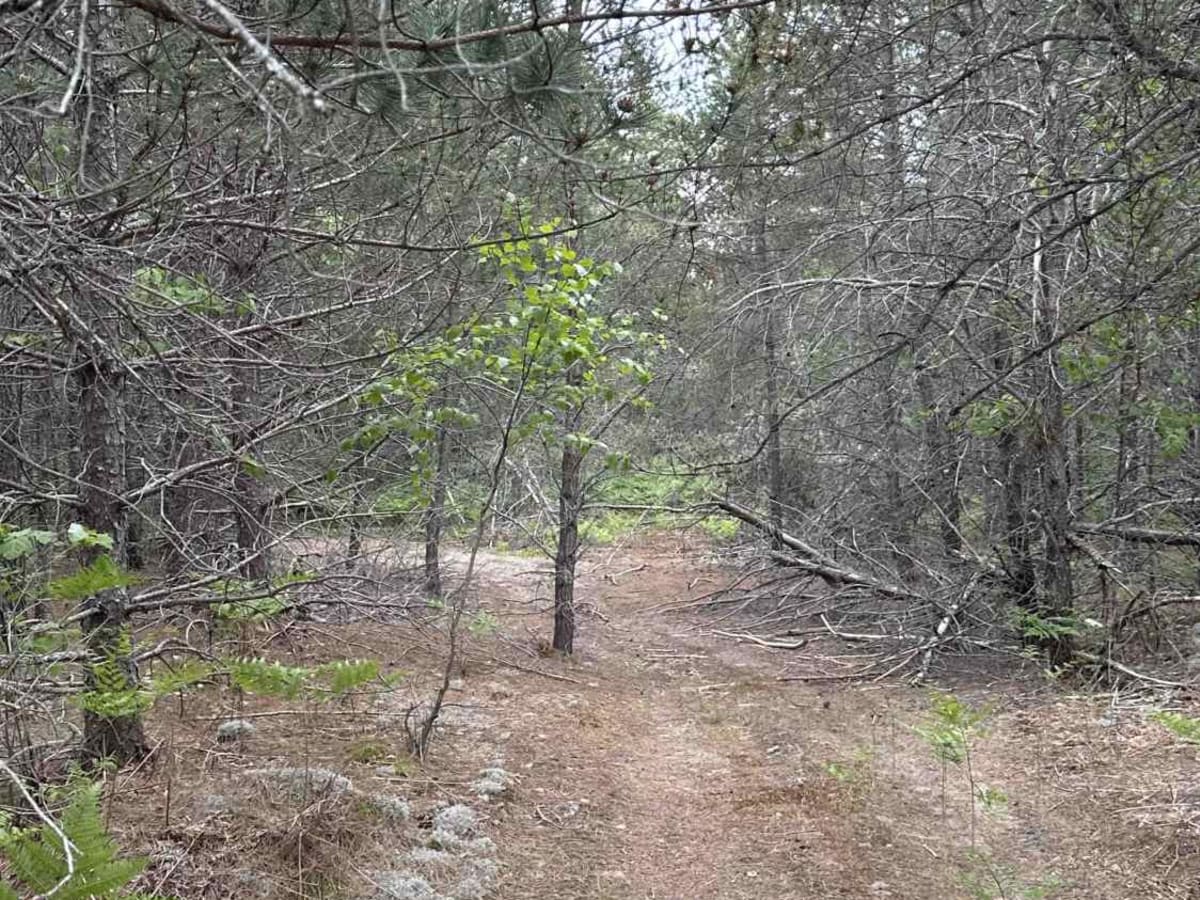 Horse Shoe trail photo 5