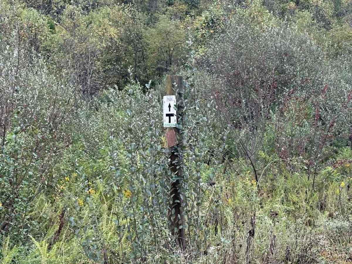 Tams Loop Green trail photo