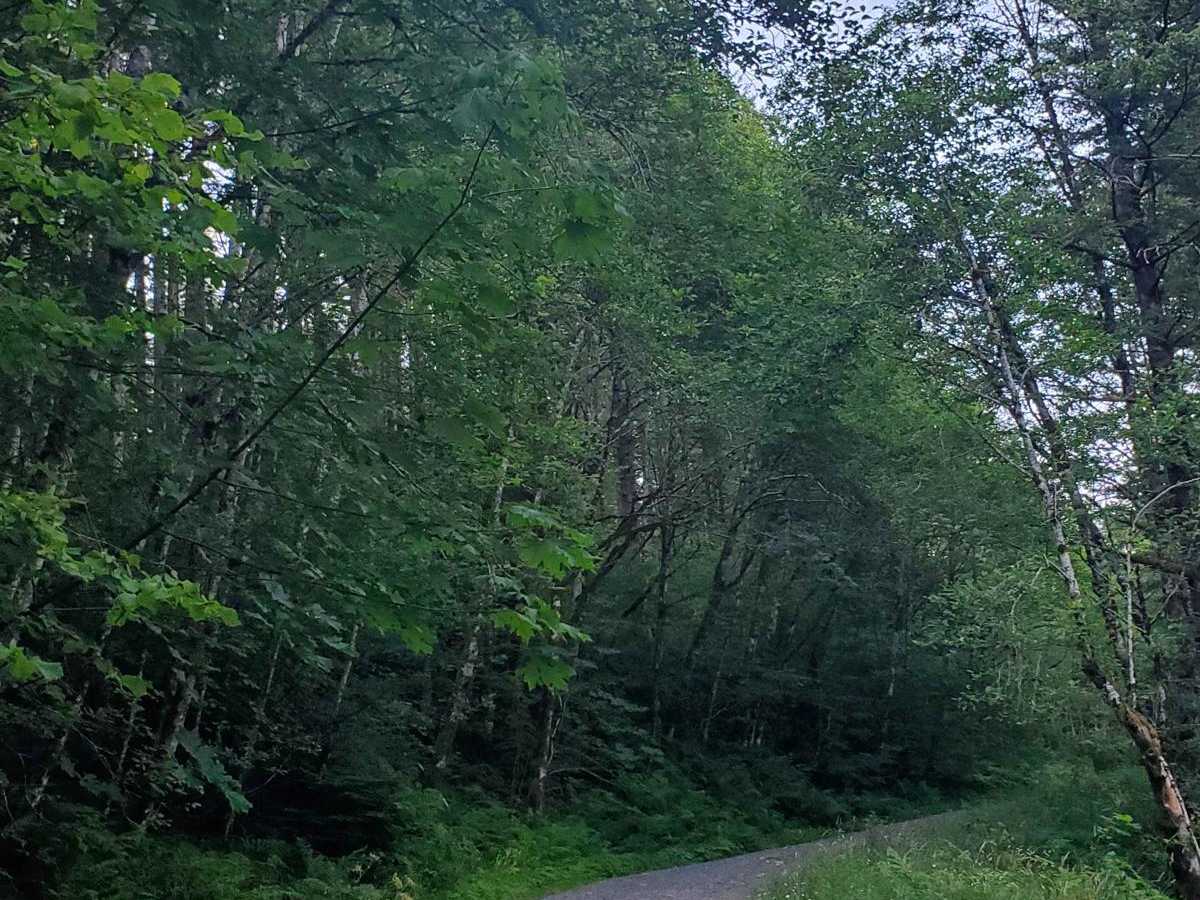 Deep Forest Connection Road photo 6