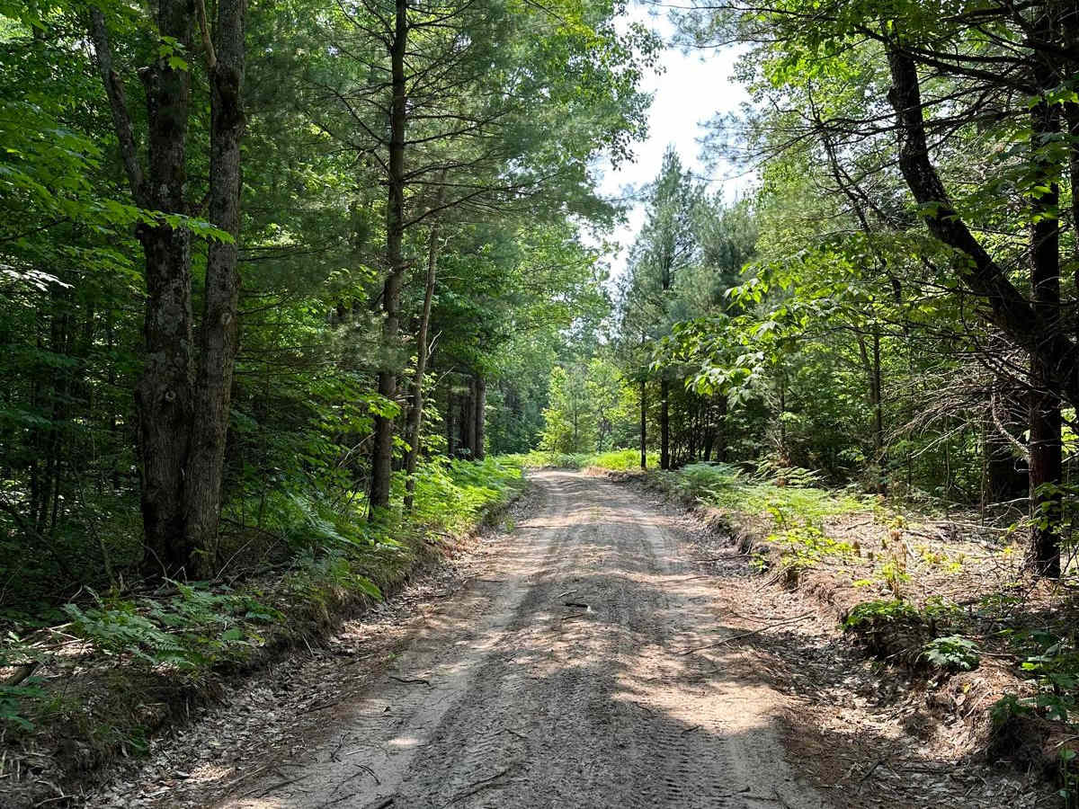 Pine Road Part 2 photo 3