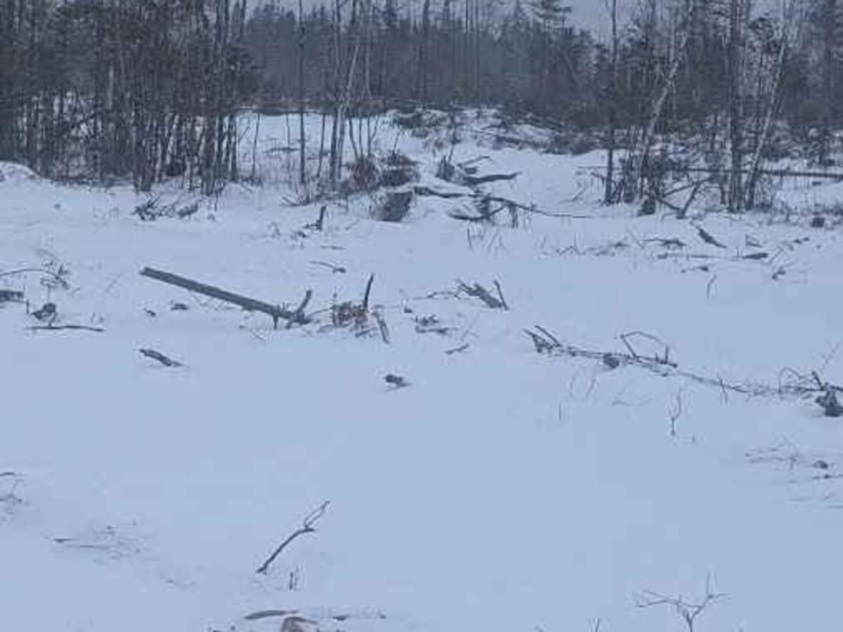 Douglas Clearcut photo 5