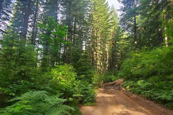 Deep Woods Brap Adventure