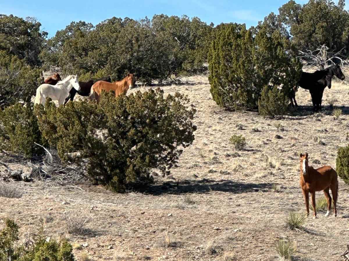 Wild Horse Shortcut photo 2